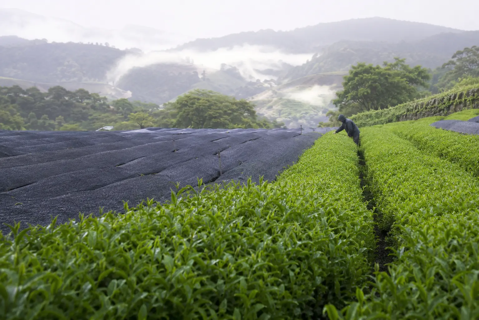 覆い下栽培を行う日本の茶畑と茶農家